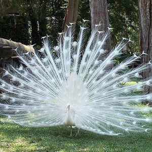 Profile Picture of Gary Peacock (@284309332) on Myspace
