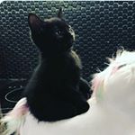 Profile Picture of Emmett Richardson (@my_dude_yellow_cat) on Instagram