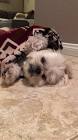 Profile Picture of   Such a cozy burrito 🌯... (@teddy.tzu) on Tiktok