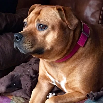 Profile Picture of Peter Pecora (@peter_pecora22) on Twitter