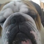 Profile Picture of Chase Braun (@chasebraun) on Instagram