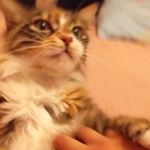 Profile Picture of Марк Авакян (@marsaavakyan) on Instagram