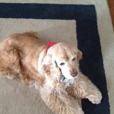 Profile Picture of Lori Hatt (@hatt_lori) on Twitter