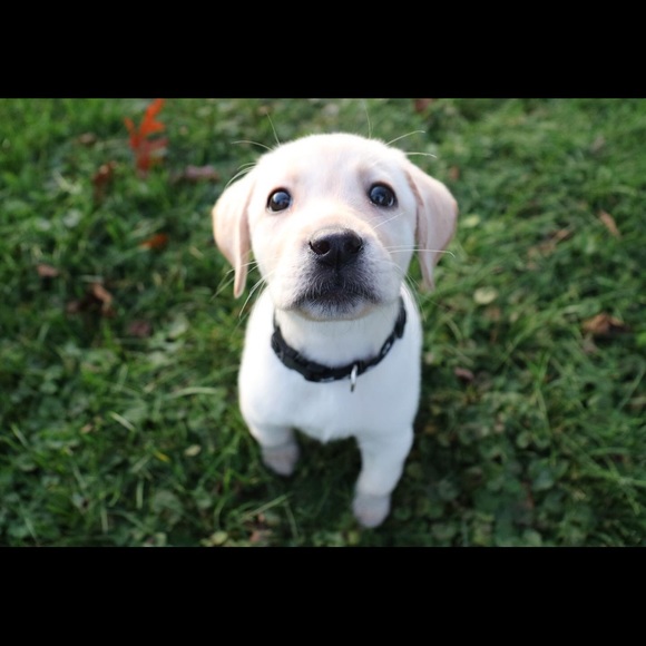 Profile Picture of Sydney Gurney (@sydneyg424) on Poshmark