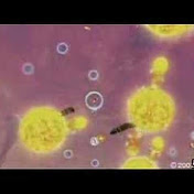 Kravos - Youtube Profile Picture of Kravos (@kravos) on Youtube