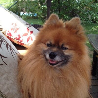 Profile Picture of JD “Thompson Team” (@JDThompson94) on Twitter