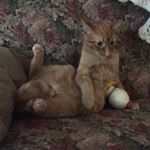 Profile Picture of Daniel Z (@daniel__ziebell_) on Instagram