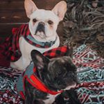 Profile Picture of Frenchies Beatrice And Bosley (@beatriceandbosley) on Instagram