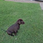 Profile Picture of Glenn Bailey (@a_guy_and_his_lab) on Instagram