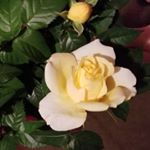 Profile Picture of Tracy Clifford (@tclifford001) on Instagram