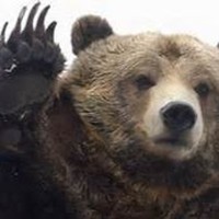 Profile Picture of Actual Bearzy (@actual-bearzy) on Quora