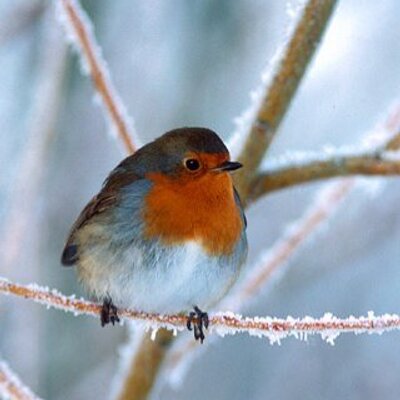 Christmas Robin - Twitter Profile Picture of Christmas Robin (@christmas_robin) on Twitter