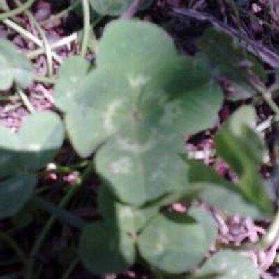 Profile Picture of Lorena Yappert (@loya39) on Twitter