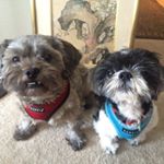 Profile Picture of Charlie and Hubert (@shihtzuderps) on Instagram