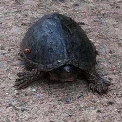 Profile Picture of Lisa Rulli (@rullitx) on Twitter