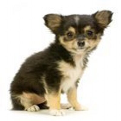 Profile Picture of Sasha Hays (@sashahays1461) on Twitter