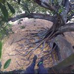 Profile Picture of Sam (@samuel_coghlan) on Instagram