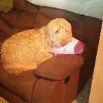 Profile Picture of Chris Mayse (@his_royal_dudeness_abides) on Instagram