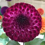 Profile Picture of Amy Lupelow Simonson (@amyl.simonson) on Instagram