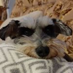 Jasmine Liu - Instagram Profile Picture of Jasmine Liu (@jazzlemingmingming) on Instagram