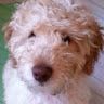 Profile Picture of Glenn Blasius (@glennblasius) on Pinterest