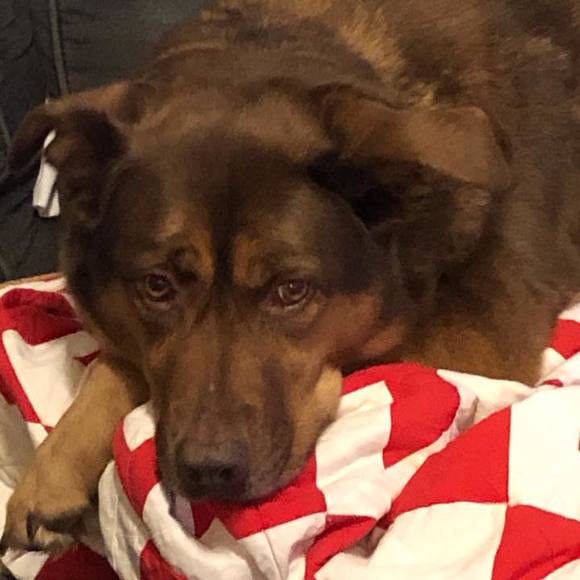 Profile Picture of Diana Ruschmeyer (@dkrusch) on Poshmark