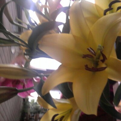 Profile Picture of Claudia Oñate (@claupaty75) on Twitter