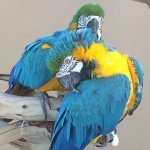 Profile Picture of Tracy Parrott (@tracy_parrott) on Instagram