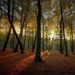 Profile Picture of Mark Alyea (@malyea4) on Pinterest
