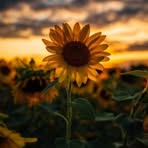 Profile Picture of Rand Mohammed (@Rand-Mohammed) on Facebook