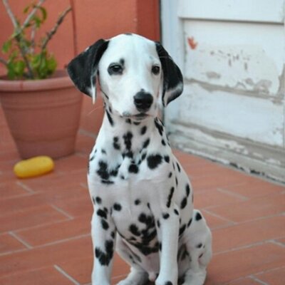 Profile Picture of Carlos Espinet (@Rikitronk) on Twitter