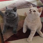 Macbeth & Malcolm - Instagram Profile Picture of Macbeth & Malcolm (@macbeth_malcolm) on Instagram