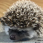 Profile Picture of Hunter Henson (@hh.mini.zoo03) on Youtube