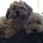 Profile Picture of Manivan & Brian (@otisandthor) on Instagram