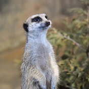 Profile Picture of Lynn Schultz (@EndermanGamingBeastmode) on Youtube