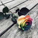 Profile Picture of Erin Shirley (@wilted_roses_) on Instagram