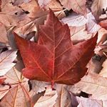 Profile Picture of Spencer David (@takeda15) on Instagram