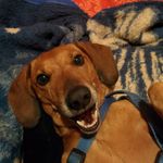 Profile Picture of Атанас Драгулев (@atanas_dragulev) on Instagram