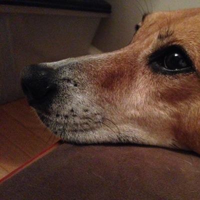 Profile Picture of Kenneth Snell (@Mongo_Crush) on Twitter