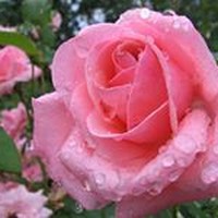 Profile Picture of Raquel Lucas (@raquel-lucas-3) on Quora