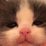Profile Picture of Rosemary (@rosemary_branch_) on Instagram