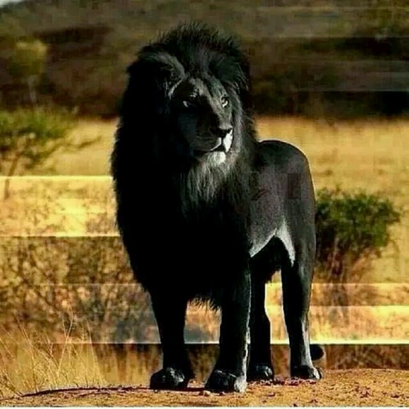 Profile Picture of Steve Nobles (@nobles47) on Poshmark