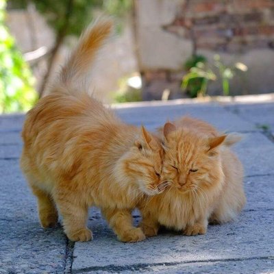 Profile Picture of Wenhao Gao (@WenhaoGao1) on Twitter