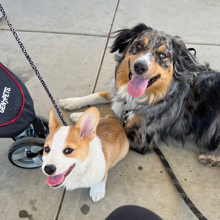 Profile Picture of Amandaconda (@amandawg) on Tiktok