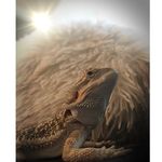 Profile Picture of Gerald The Dragon🐉 (@geraldtheliz2018) on Instagram