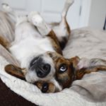 Profile Picture of Copper Bob 🐾 (@copperbobblueberry) on Instagram