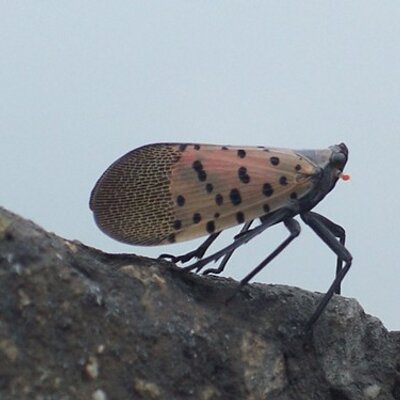 Profile Picture of David Cavers (@dec4el) on Twitter