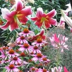 Profile Picture of Marguerite Beaudoin (@Marguerite-Beaudoin) on Facebook