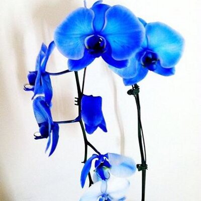 Profile Picture of Julia Edelstein (@TheStyleBrunch) on Twitter