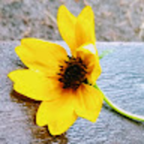 Profile Picture of Debb Sterkowitz (@debster0311) on Poshmark